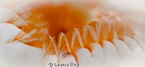 Feather duster worms by Leena Roy 